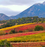 The Spirit of the Mediterranean — Exclusive Wine Tasting & Live Painting at Bleu Provence — August 19