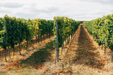 From the Loire to Alsace: East & West Wine Tasting